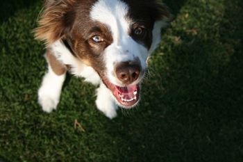 a brown and white dog sitting on top of a lush green field